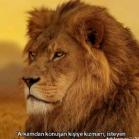 efe_can294