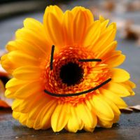gerbera_sun