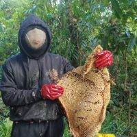 original sound - D'Haddad