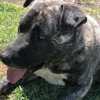 original sound - spotify_country