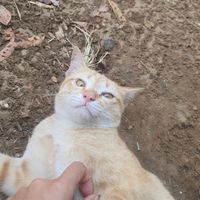 user8515230580015
