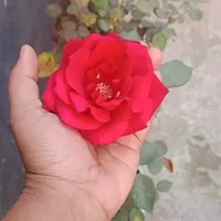 original sound - nipa.akter6825