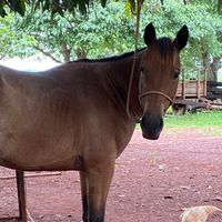 stella_potros