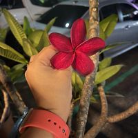 natasya_tanjung
