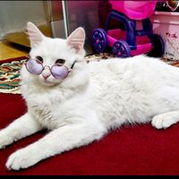 leo.cat.1