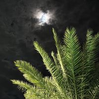 الصوت الأصلي