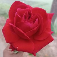user4341981129815575