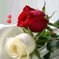 rim.ben.ahmed54