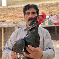 original sound - tariqbai7