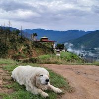 phurpeewangdi