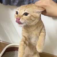 original sound - hongphaiKOdau