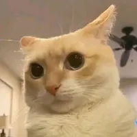 original sound - soylili_miau