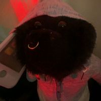 monkeys_number_one