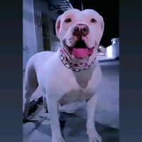 som original