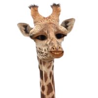 オリジナル楽曲 - お