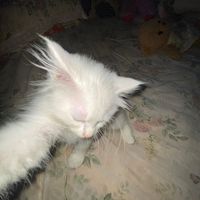suara asli - _muhyusril77