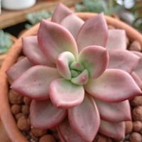 eljardindefloroficial