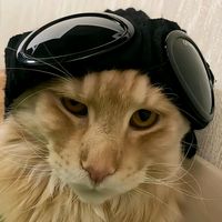 suara asli - Kuda Tenggelam༼ つ ◕‿◕ ༽つ