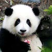 原聲 - 唯独爱熊猫🐼熊猫控🐼