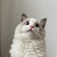 オリジナル楽曲 - 🐱♡