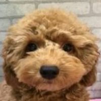 kuma_no_puu_chan