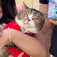 เสียงต้นฉบับ - นักรบแมวคอร์น