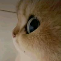 suara asli - Mio Life Reborn