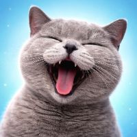 meowchaos.daily