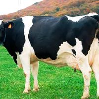 original sound - guerreradedios056