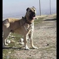dostkennels