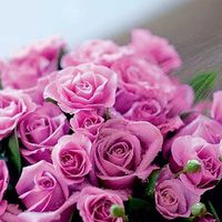 som original - neusa fujimoto