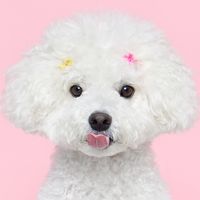 오리지널 사운드 - kim_som222