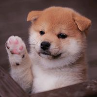 オリジナル楽曲 - 田中のごはん゙
