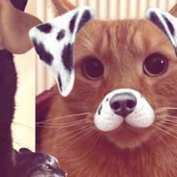 idkilovemanzanaverde