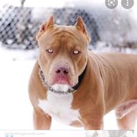 pitbull_57xc