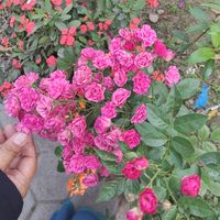 namratachy326