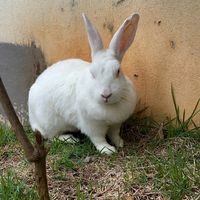 betina.a.coelha.mordoma