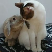 moko_and_yuzu_channel