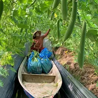 original sound - trongcaylachanai