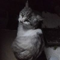 nyatsujun_614