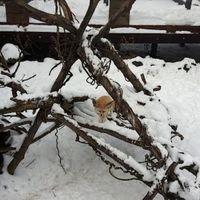 오리지널 사운드 - 한겨울