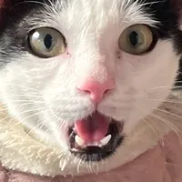 original sound - foongfing99