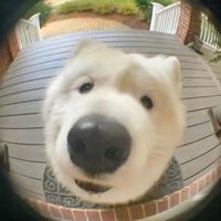 オリジナル楽曲 - ꒦꒷ ゆめ ෆ