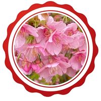 オリジナル楽曲 - 🌸🌸桜さくら🌸🌸