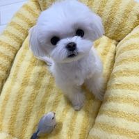 오리지널 사운드 - 두부🐶