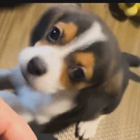 Lipchallenge