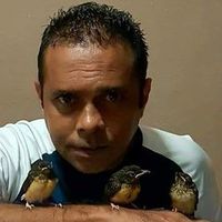 amir_finches