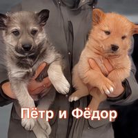 оригинальный звук