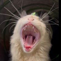 queenferret11