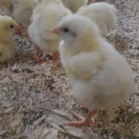 broiler.chicken.s